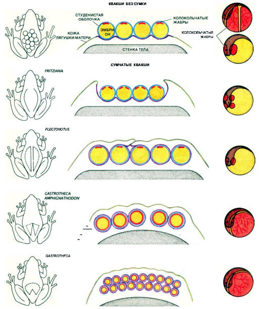 Мать и эмбрионы, развивающиеся из ее икры, у вынашивающих икру квакш находятся в тесном контакте. Здесь показаны форма сумки или места на спине, где вынашивается икра (слева) и вертикальный разрез этой части тела самки (в середине). Пронизанная кровеносными сосудами выстилка сумки (лиловая), окружающая каждую икринку, отделена от собственной сосудистой оболочки эмбриона, называемой колокольчатыми жабрами (красные), лишь тонкой студенистой оболочкой (голубая). Форма жабер может быть различной (справа); у некоторых родов они покрывают эмбрион целиком. У сумчатых квакш благодаря тесной связи между тканями матери и эмбриона происходит обмен газов и жидкостей, подобно тому как это осуществляется через плаценту у млекопитающих